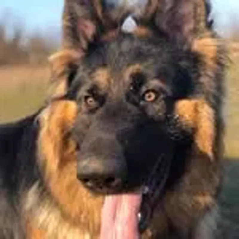 k9_irish_angel_rookie