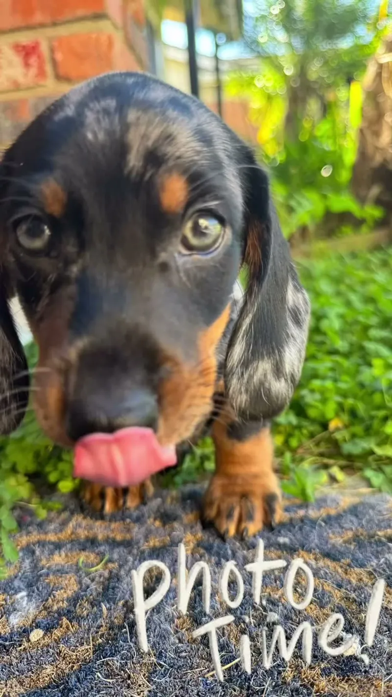 Royal Litter Announcements For Distinguished Dachshunds