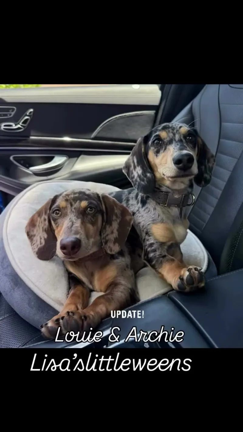 Mini Dachshund Puppies For Loving Homes