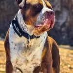 mighty_the_xlbully