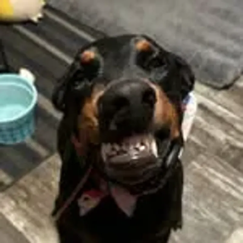 thoubeans