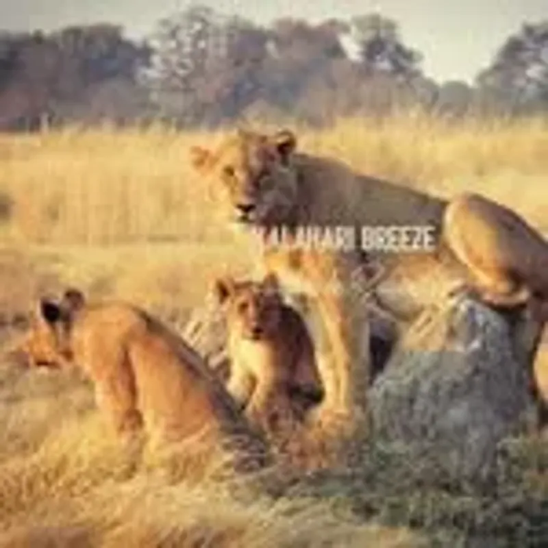 kalaharibreezesafaris