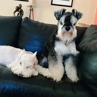 Regency Schnauzers