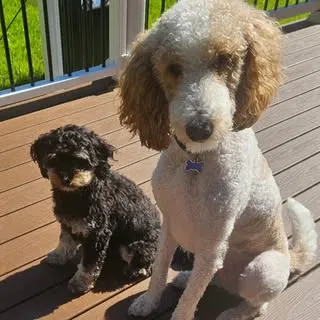 Cooper & Harley