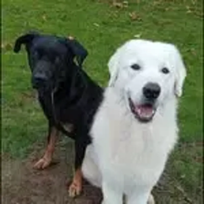my_mutts_r_nuts