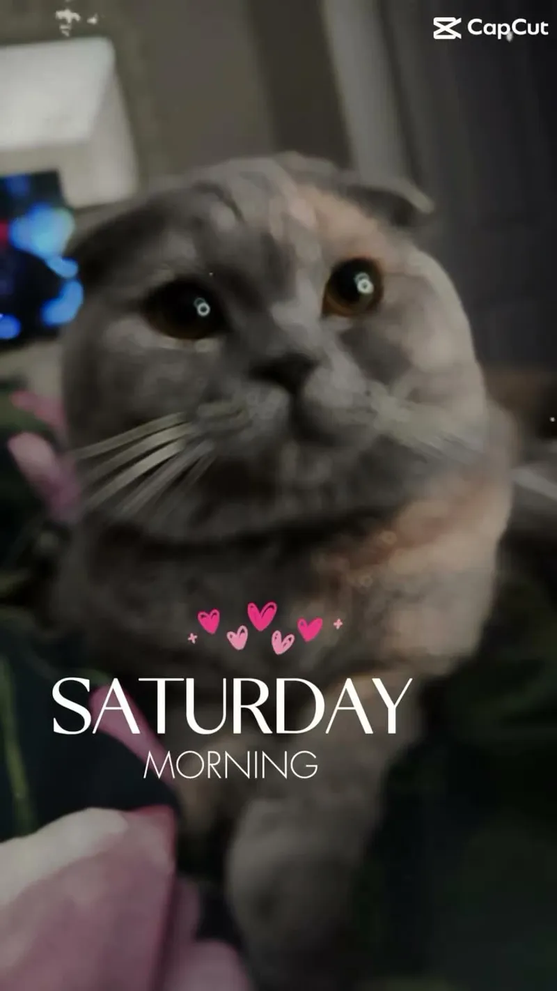 Cat-themed Merchandise