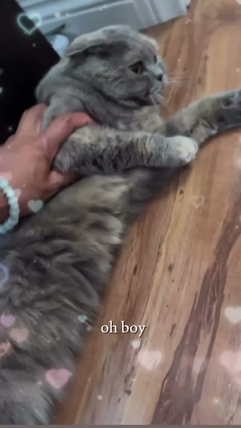 Cat Content Creation