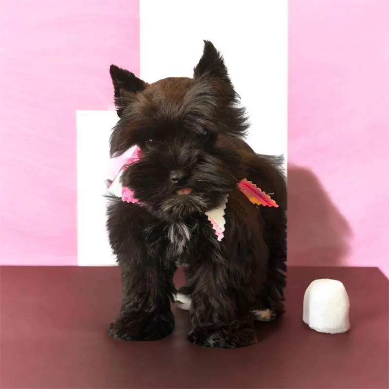 Mini Schnauzer Puppies