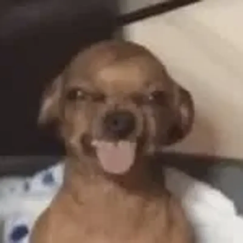 user_20256788