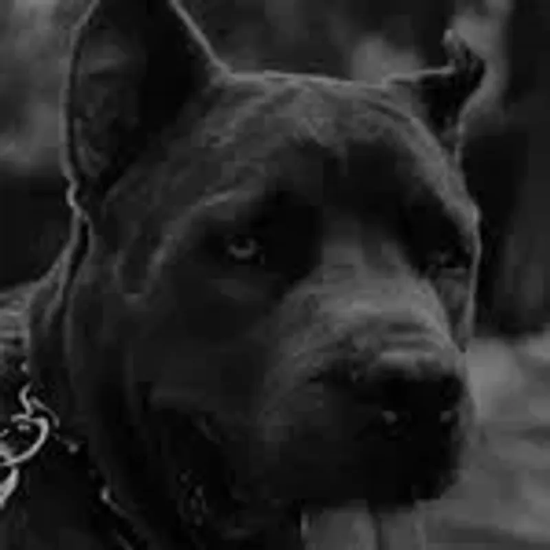 1canecorsoghost