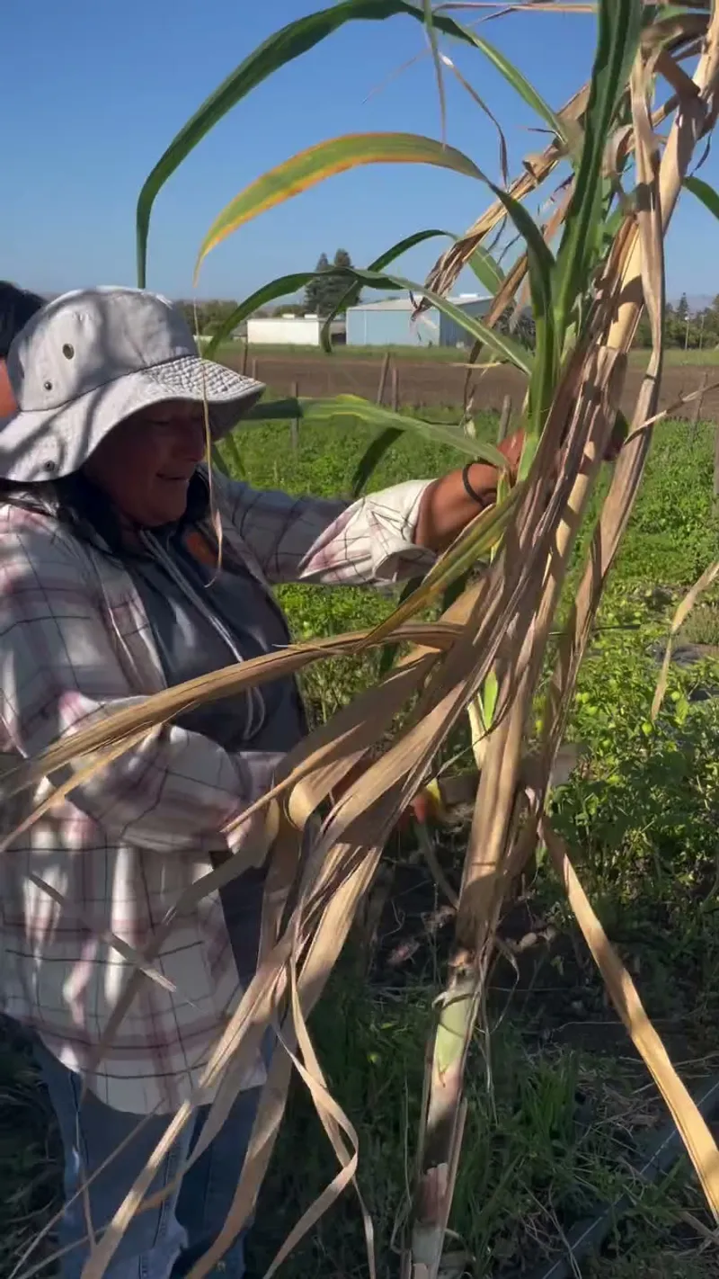 Sustainable Farming