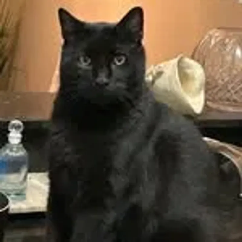 fatpantherlove