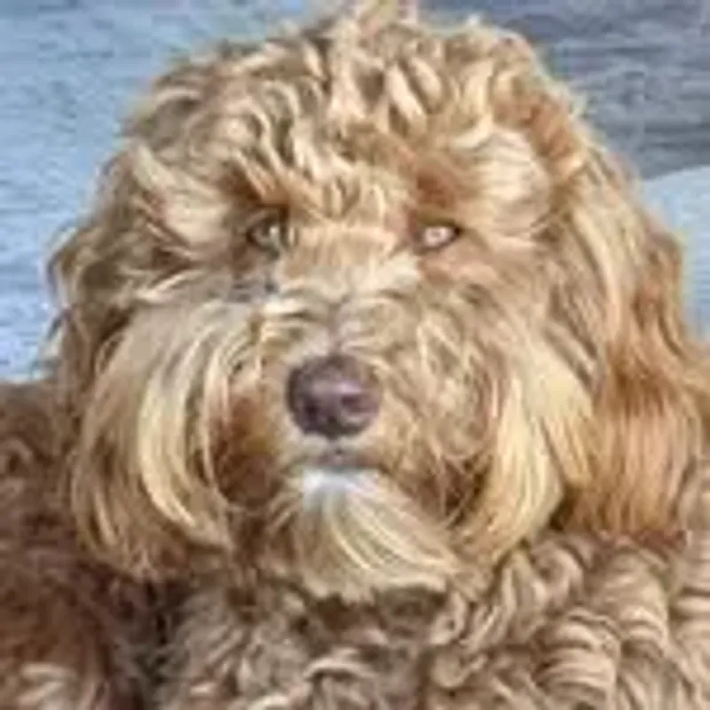 @goodboyjonte