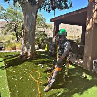 Tree Surgeon