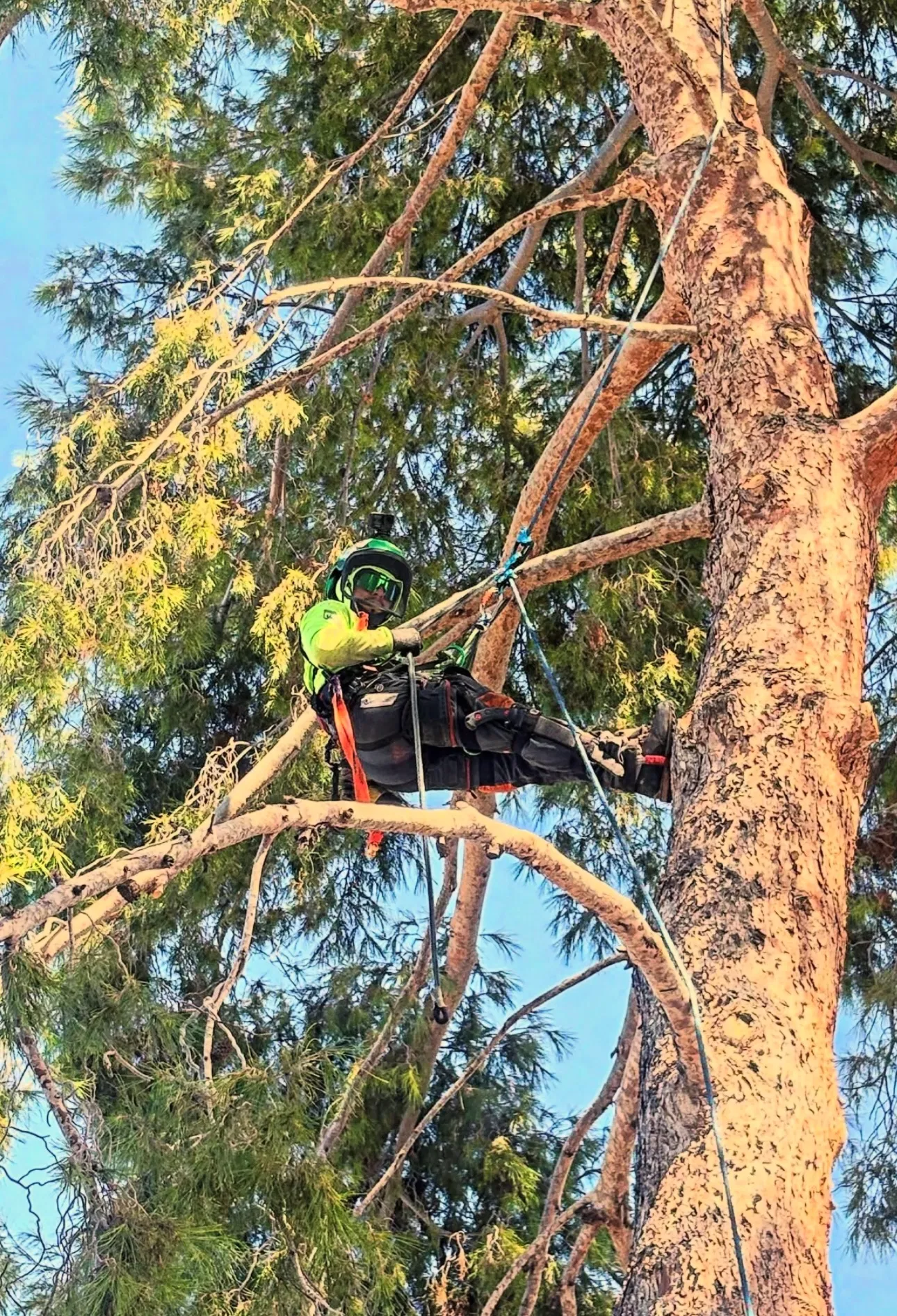 Tree Care