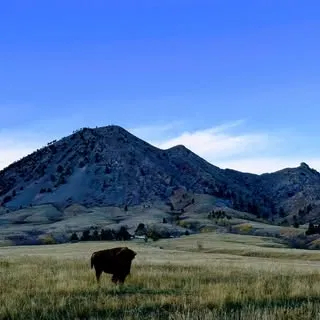 Bison Conceptions