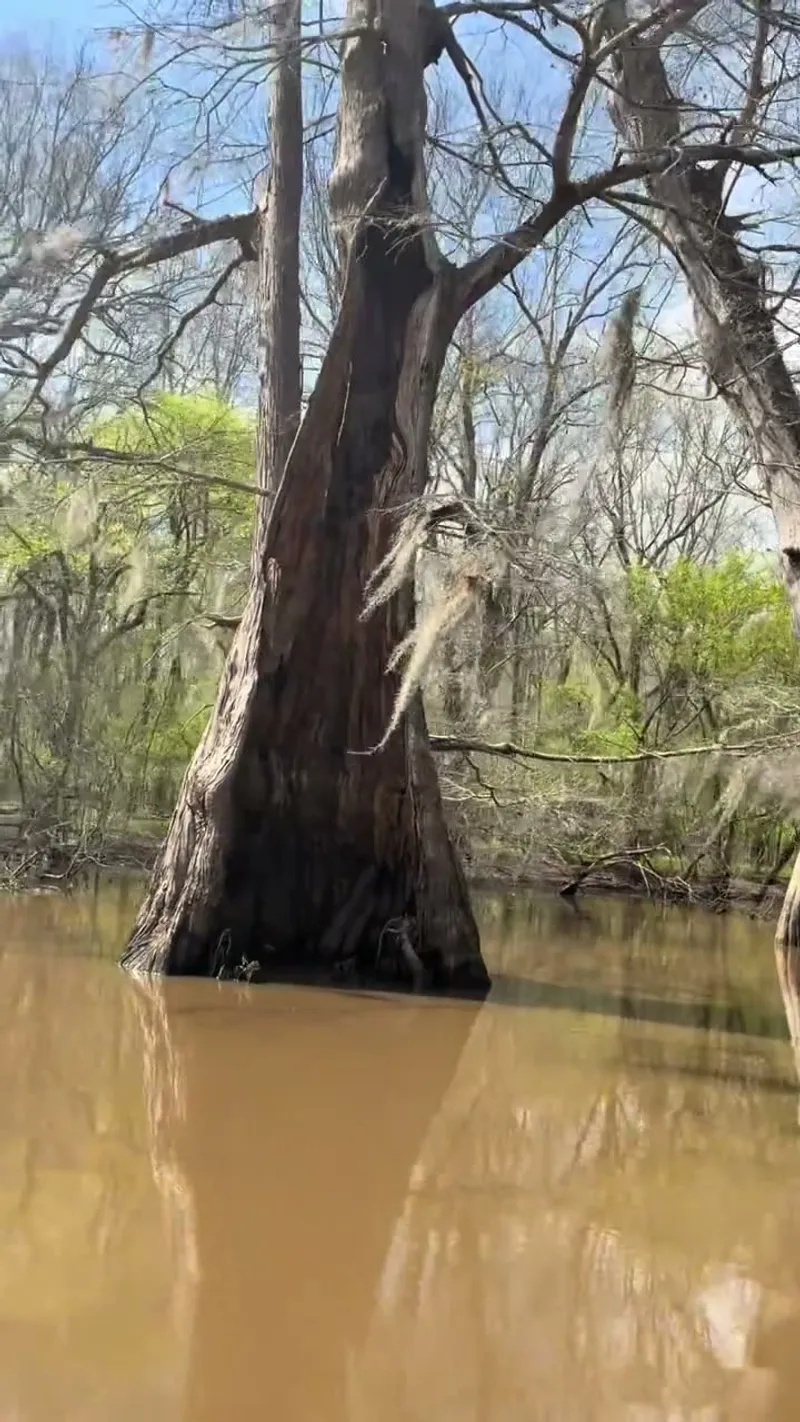 Bayou Adventure Stories