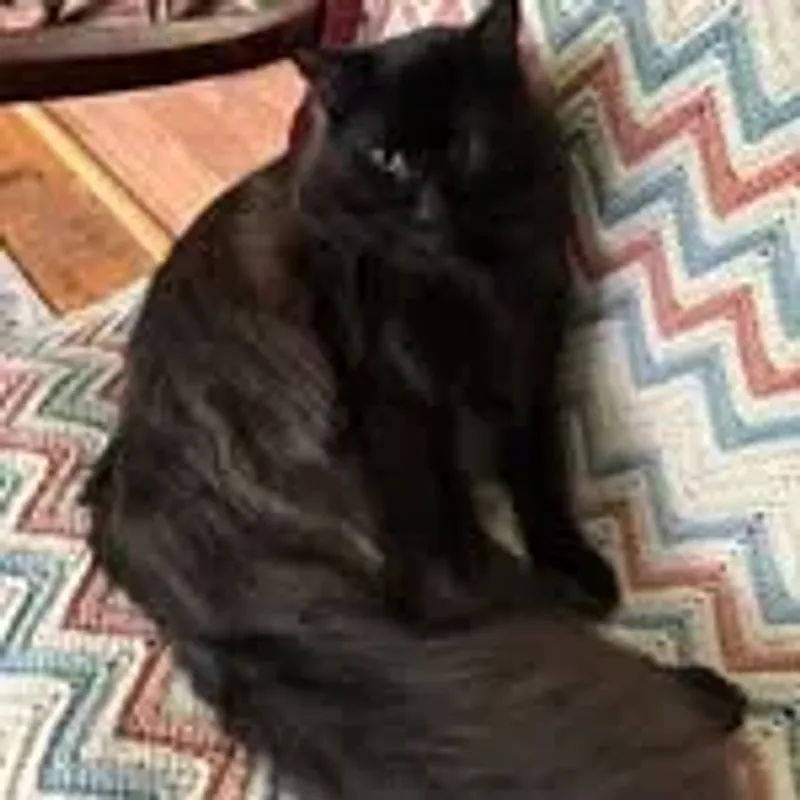 jettthefloof