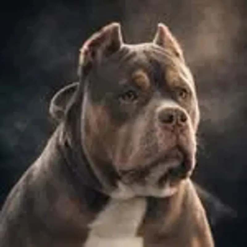 boujeebullies_bear