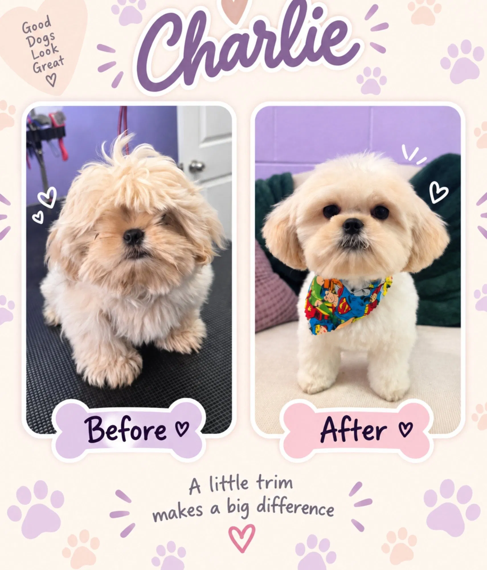 Puppy First Groom