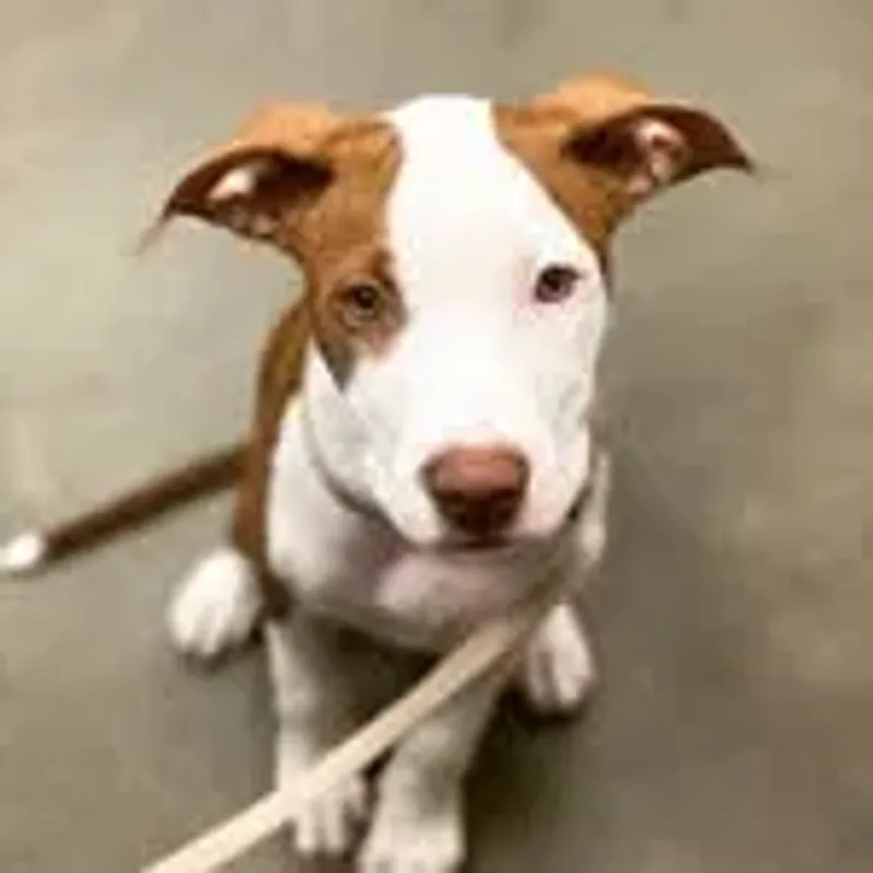 pebbles_hashbrown_howard