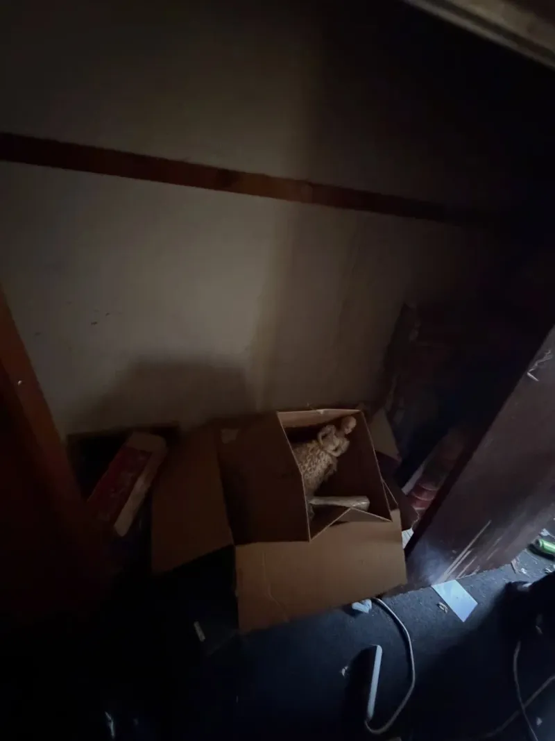 Junk Removal
