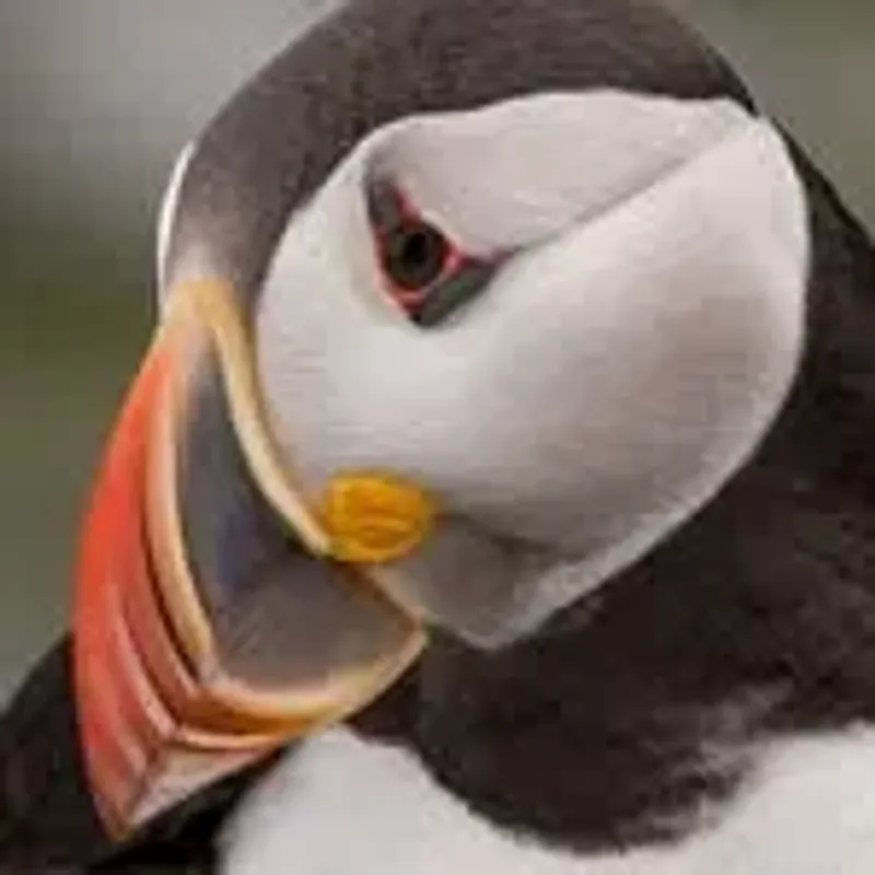 david_wornham
