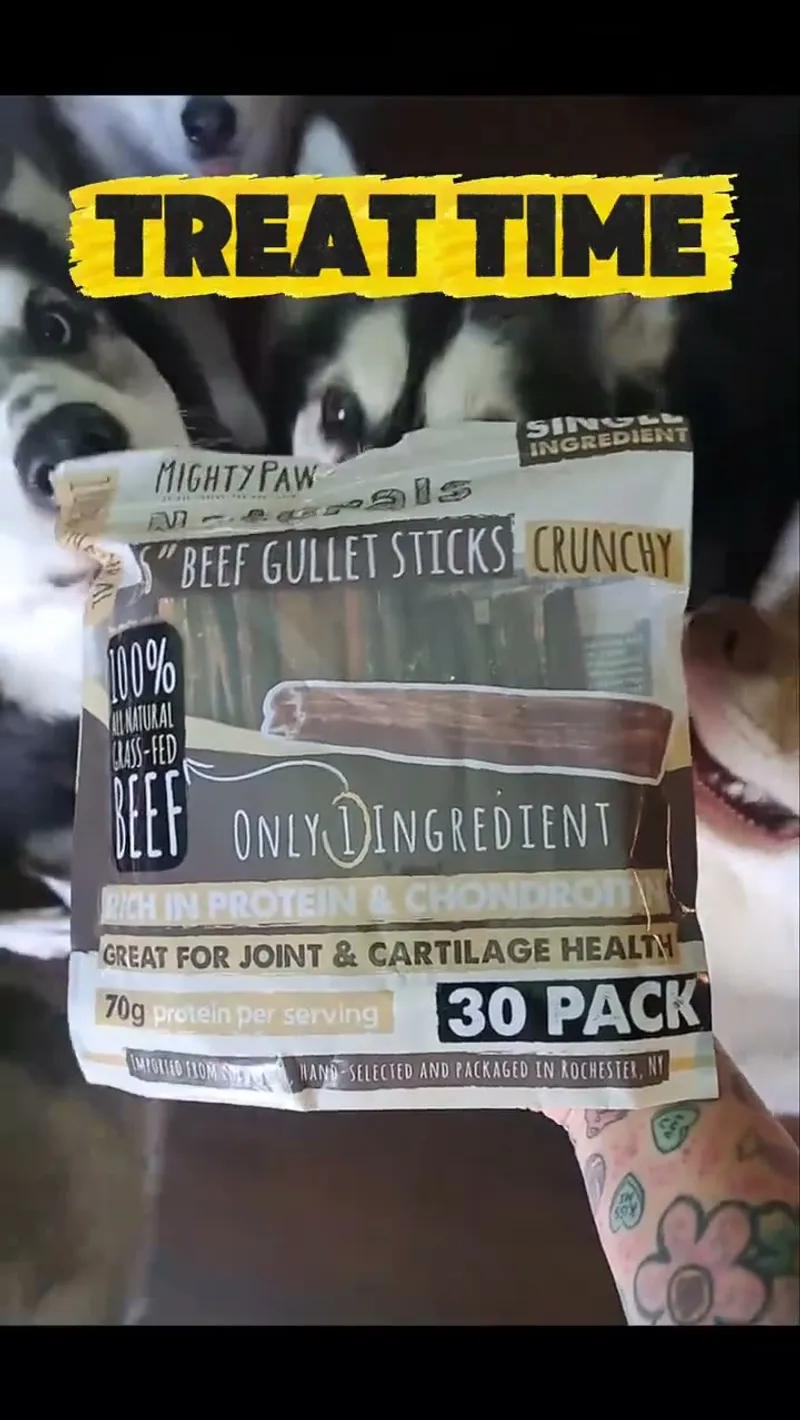 Pet UGC Content