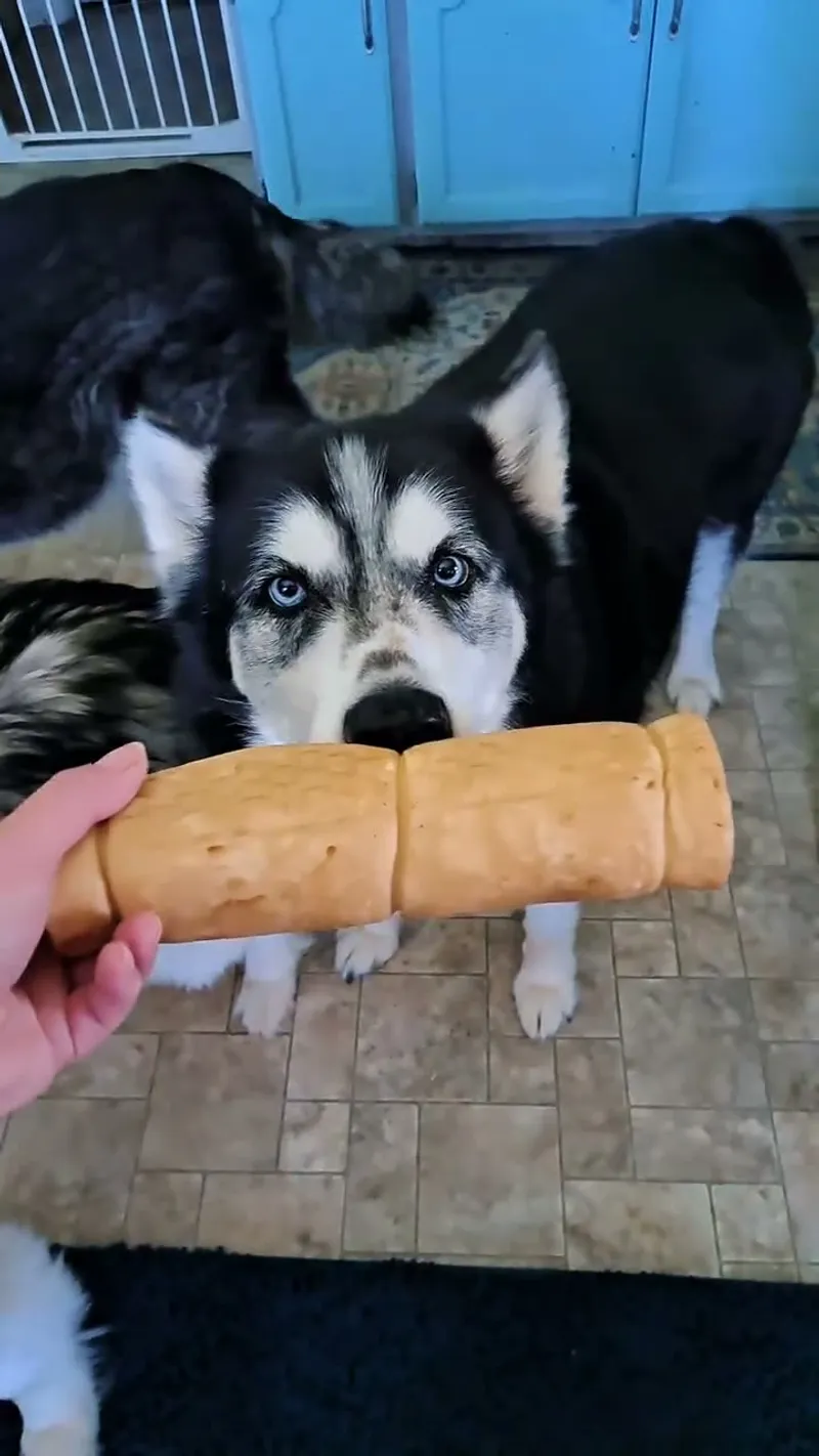 Dog Product Reviews