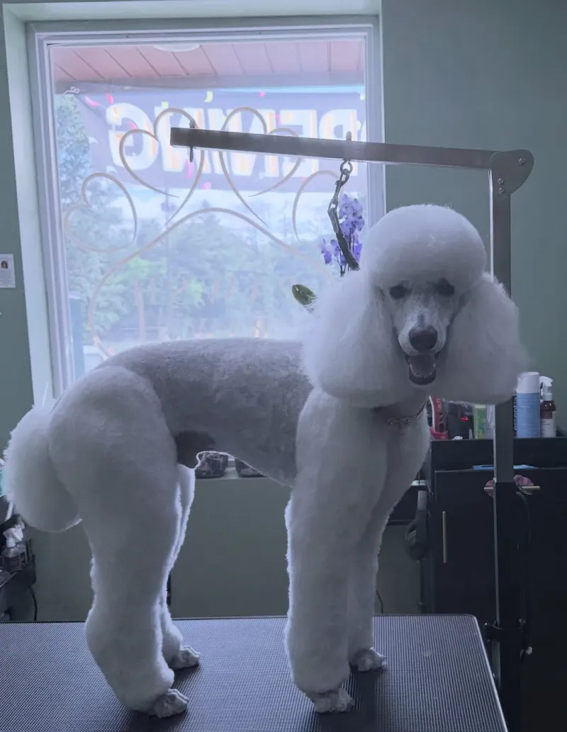 Breed Style Grooming