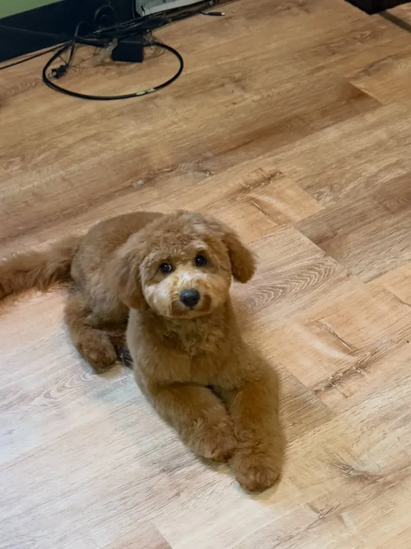 Puppy Grooming