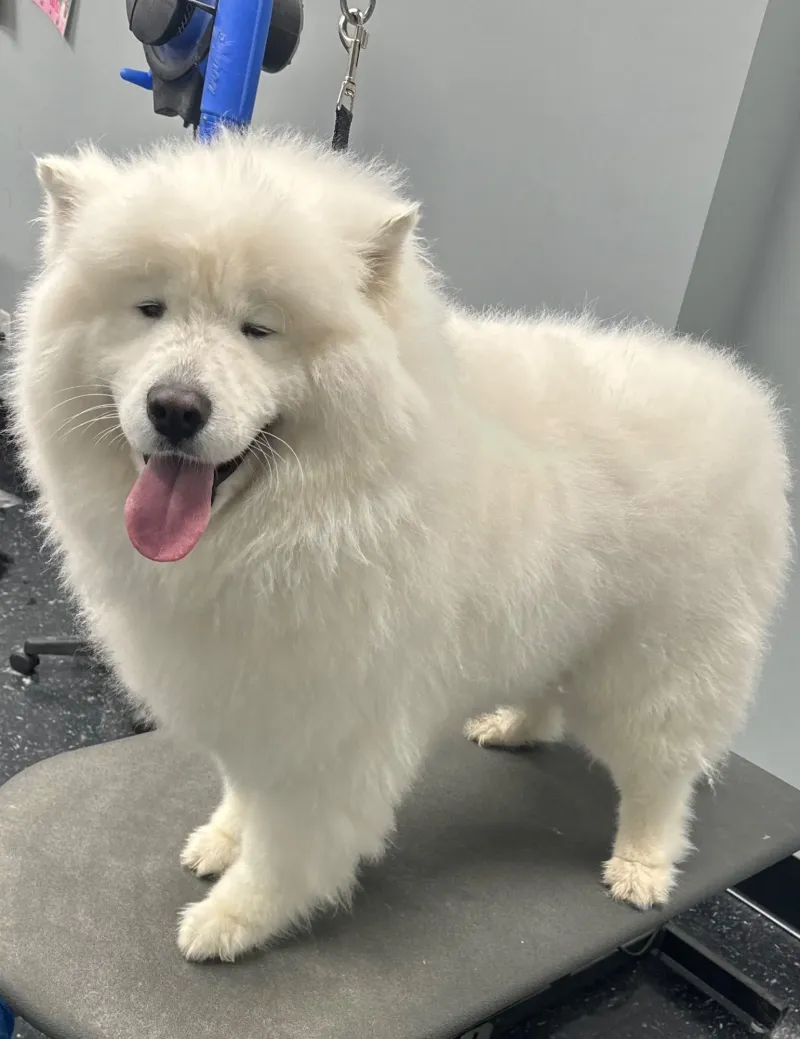 De-Shedding Treatment
