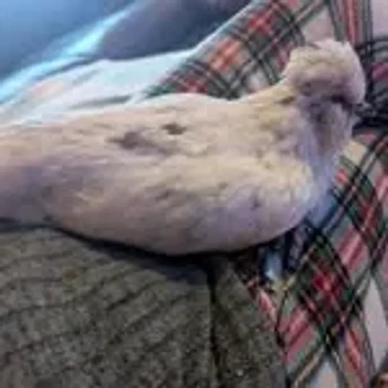 luluthesilkiemix