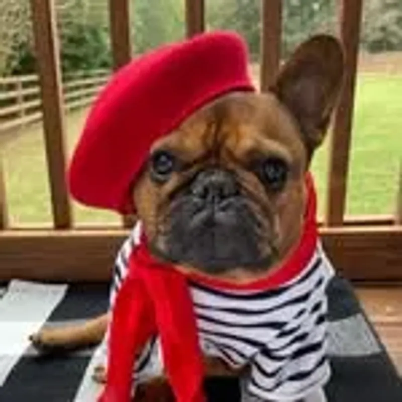 dunkinthefrenchie