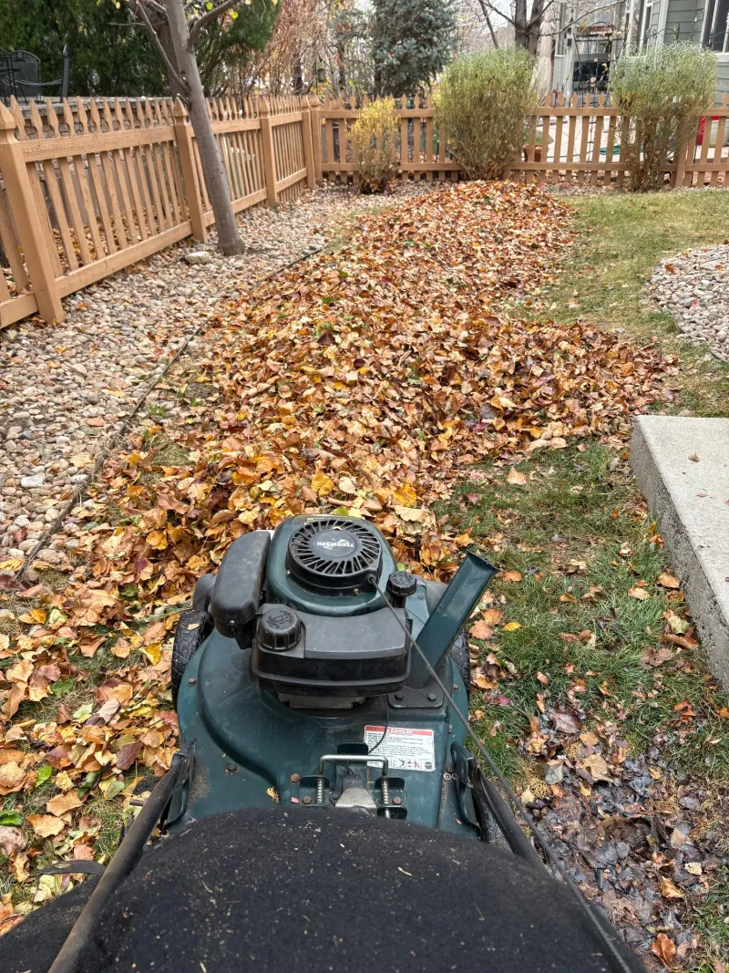 Seasonal Clean Up