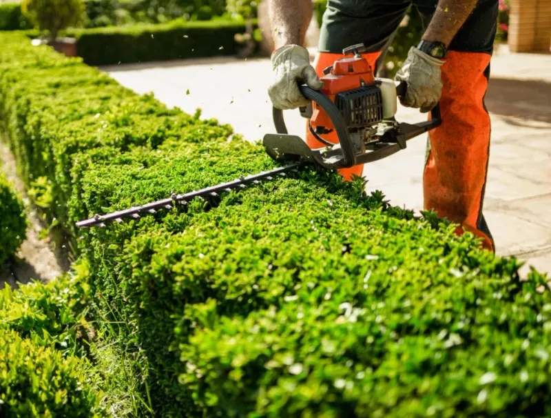 Hedge/Tree Trimming