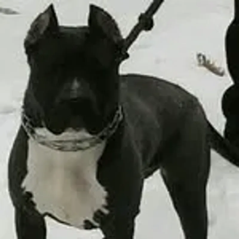 pittbull6389