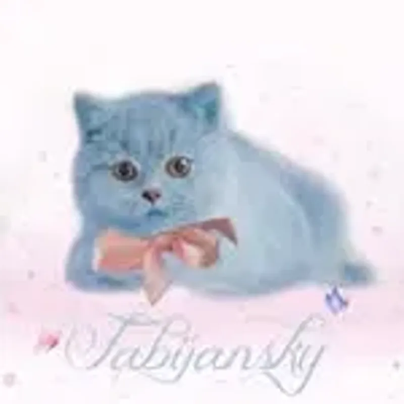 british.cats.fabijansky