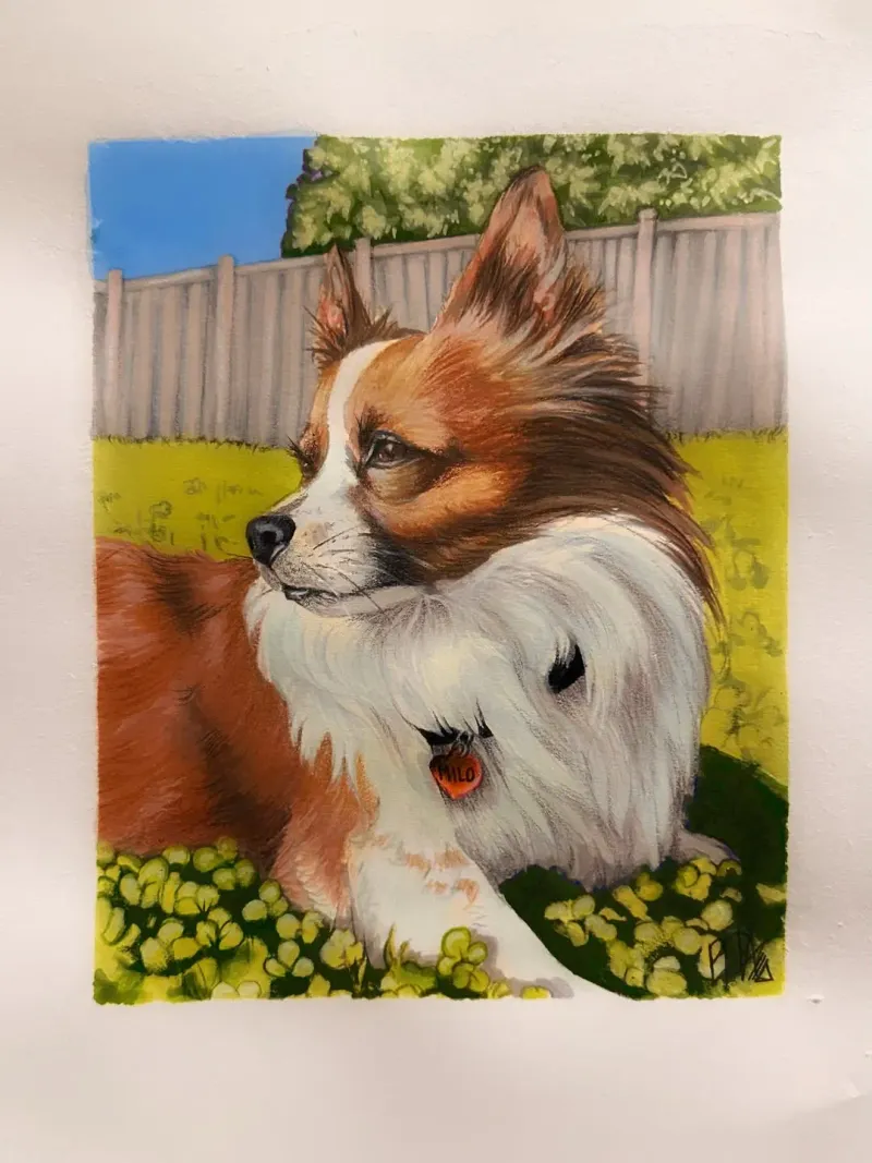 Pet Portraits