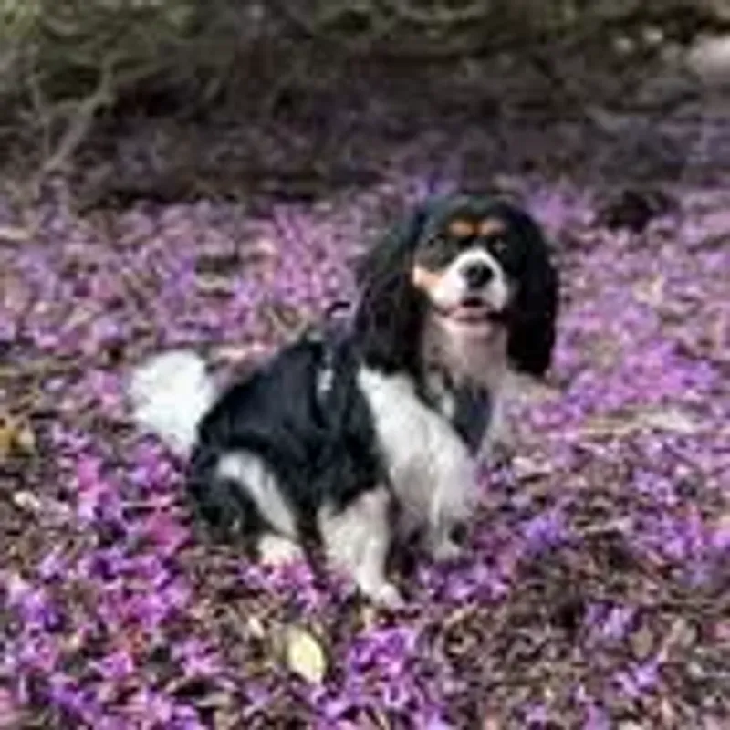 _being_bentley_