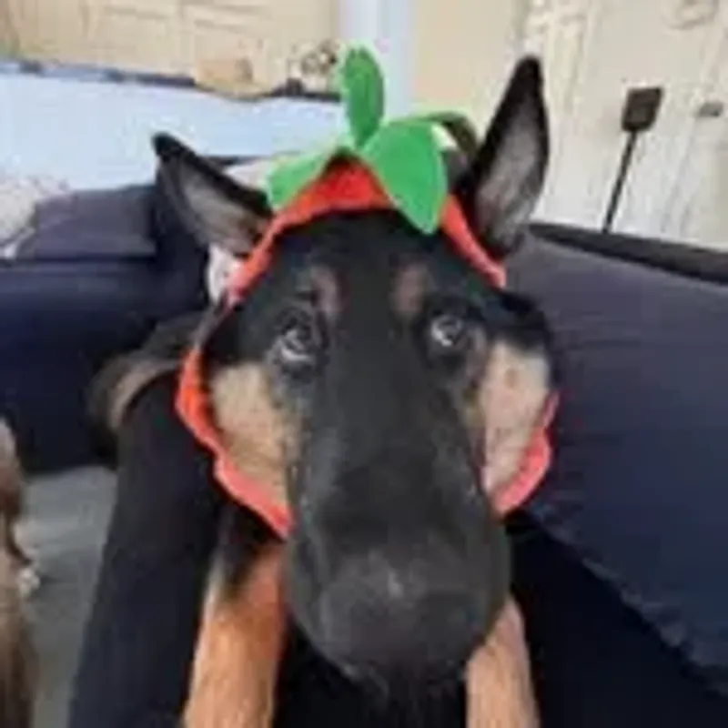 montecristotheshepherd
