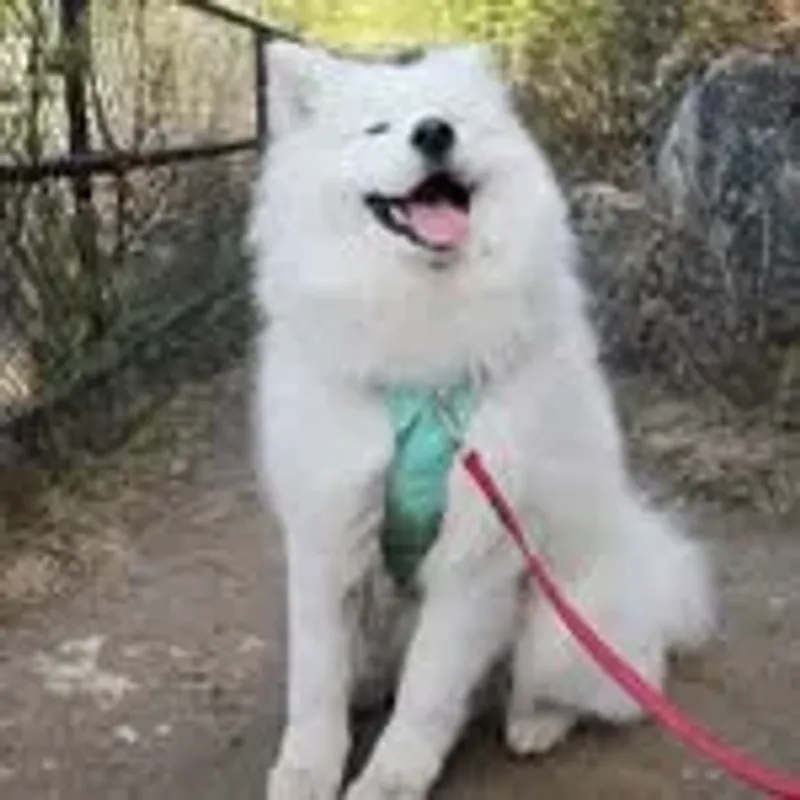 tyras_pets
