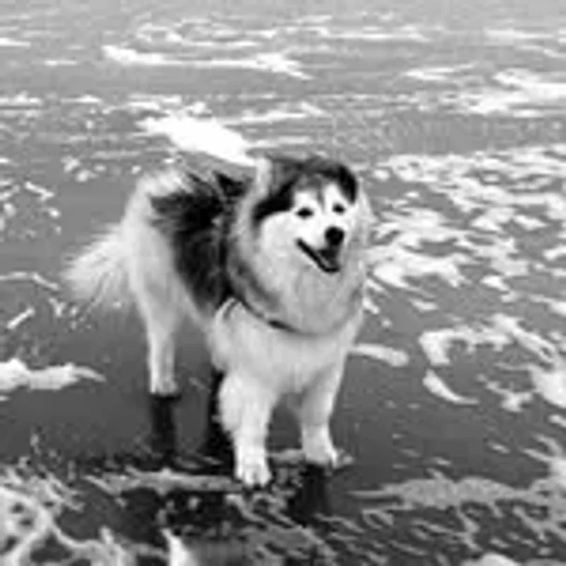 sajicaro_koda