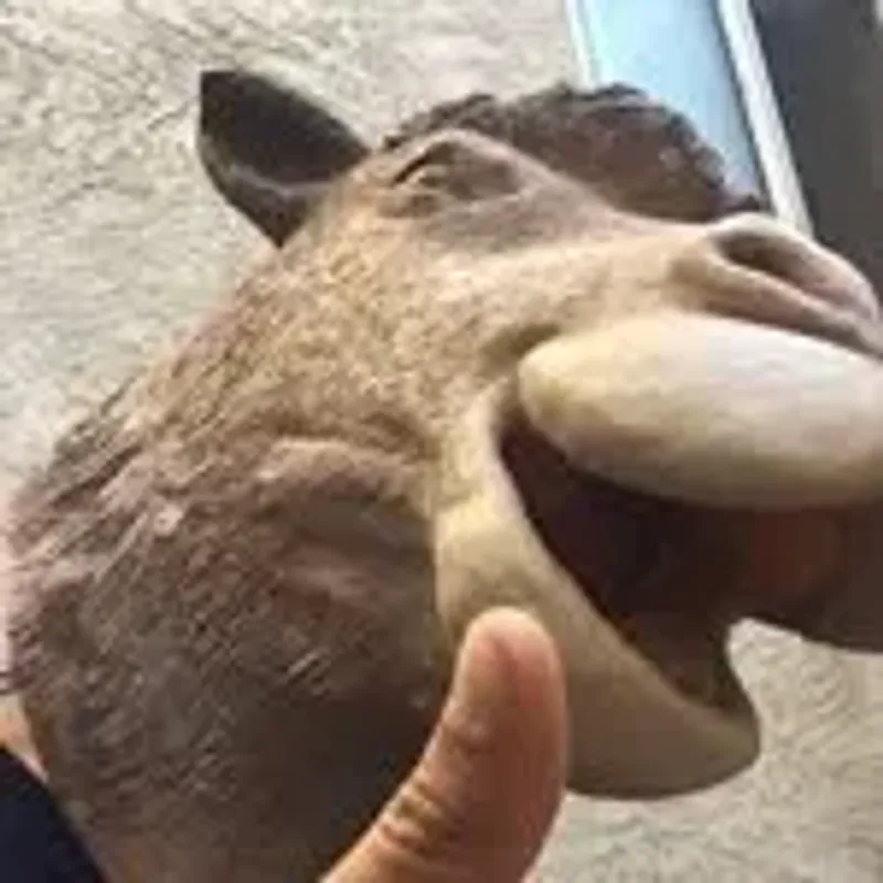 kingbrokleg