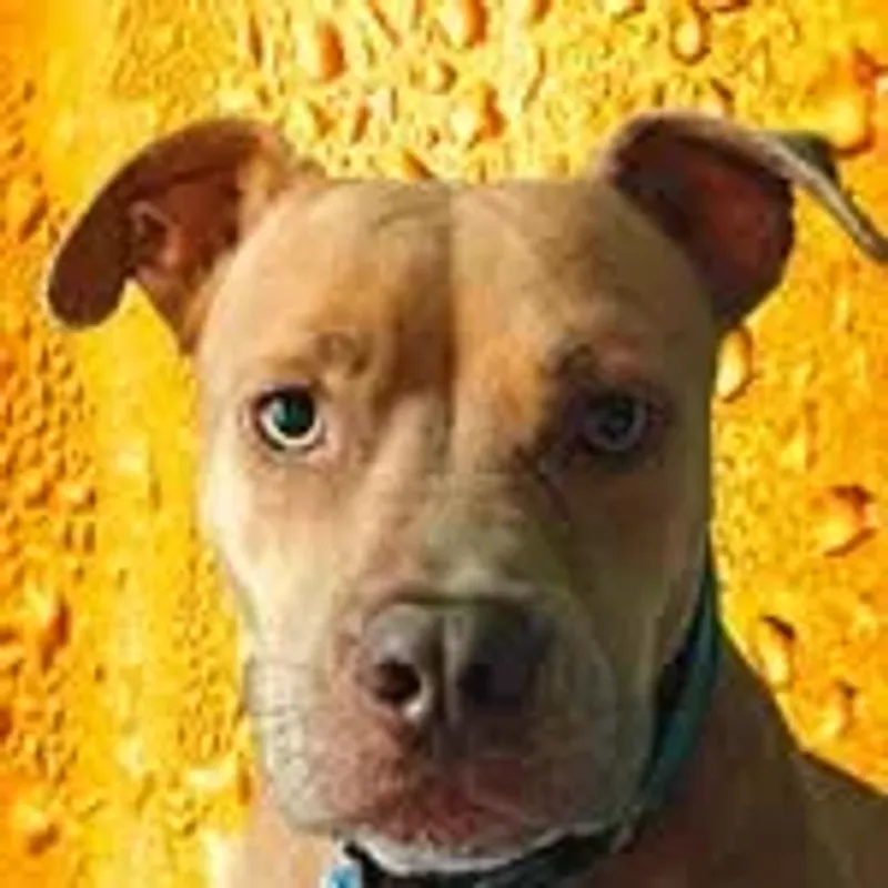 crispythepitty