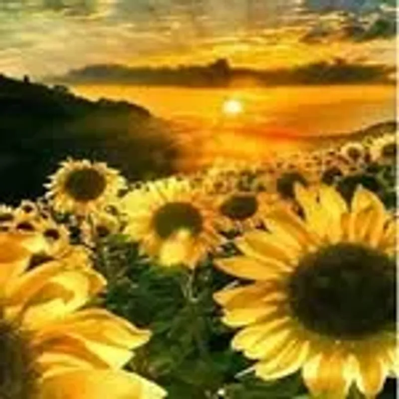 sunflowerscc3