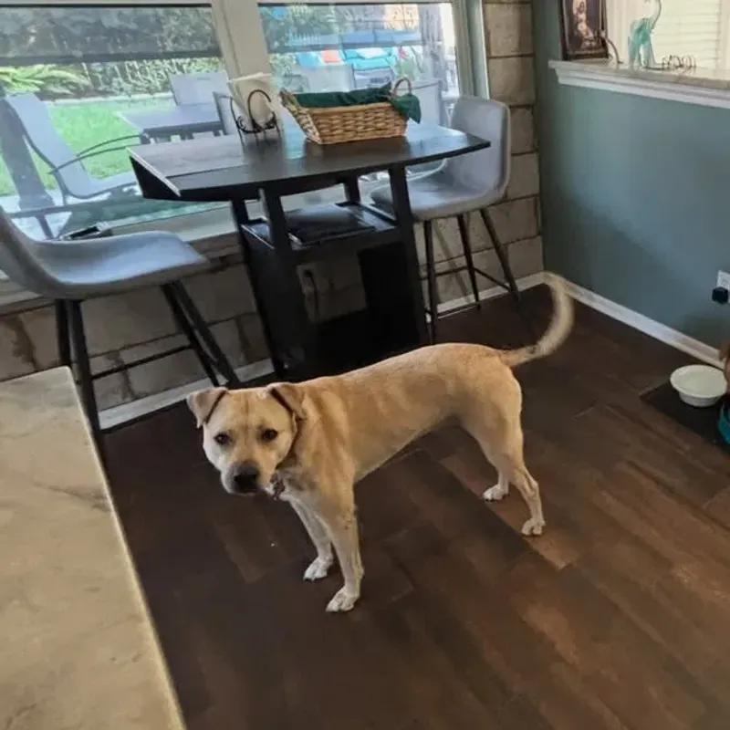 House Sitting