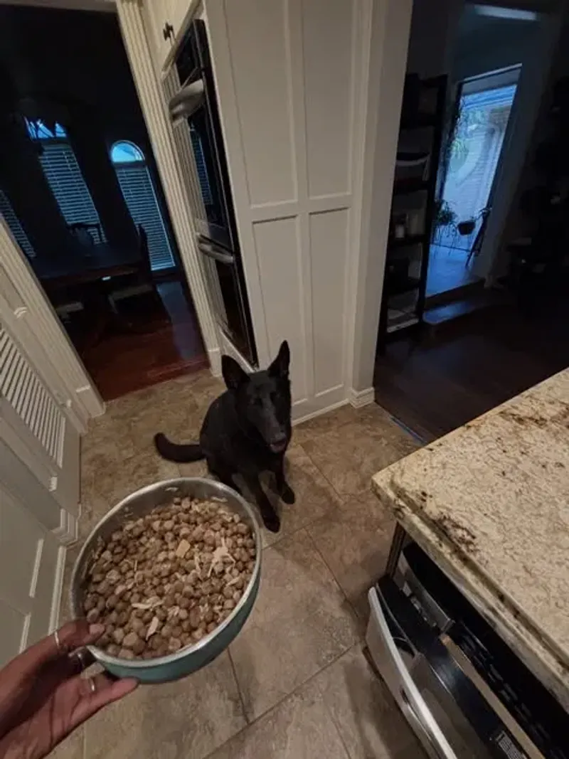 Pet Boarding