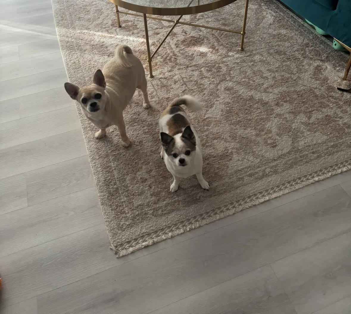 Dog Daycare