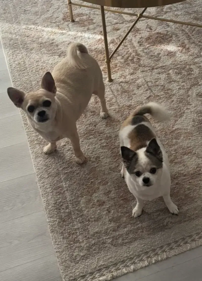 Dog Daycare